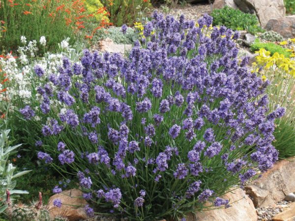 Lavender Diva (France)