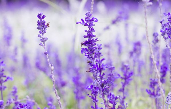 Lavender Oil (China)