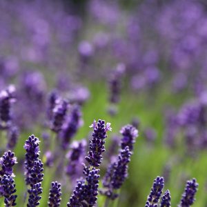 Lavender Maillette Oil (France)