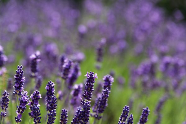 Lavender Maillette Oil (France)