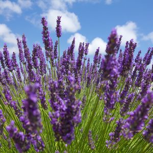 Lavender Oil (India)