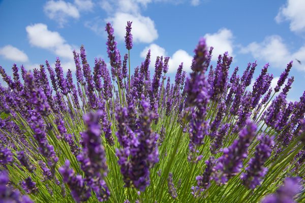 Lavender Oil Spike (Spain)