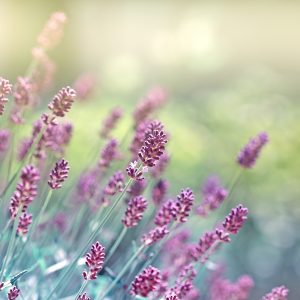 Lavender Oil (New Zealand)