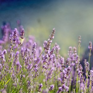 Lavender Population Oil (France)