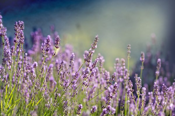 Lavender Population Oil (France)