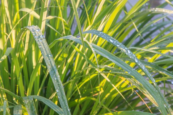 Lemongrass Oil (Rwanda)