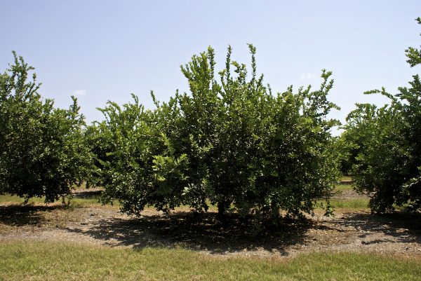 Lime Oil CP (Peru)