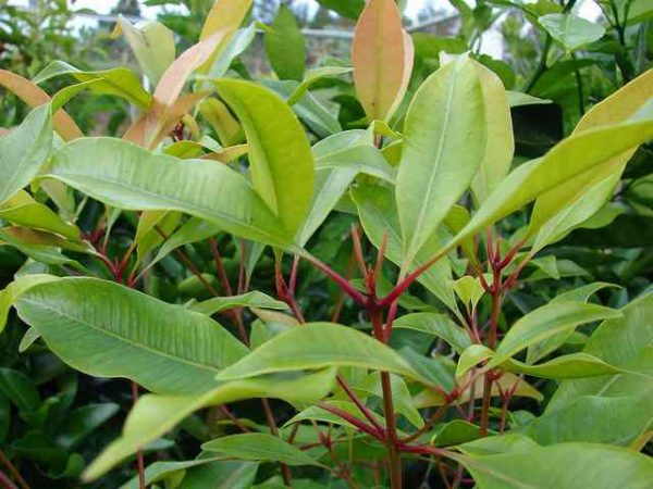 Clove Leaf Oil (Madagascar)