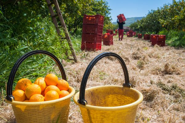 Mandarin Oil Red (Italy)