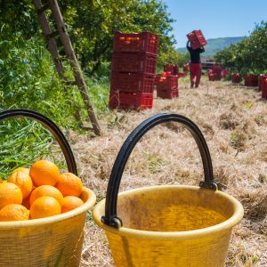 Mandarin Oil Red (South Africa)