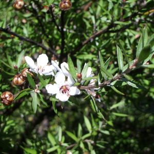 Manuka Oil (Australia)