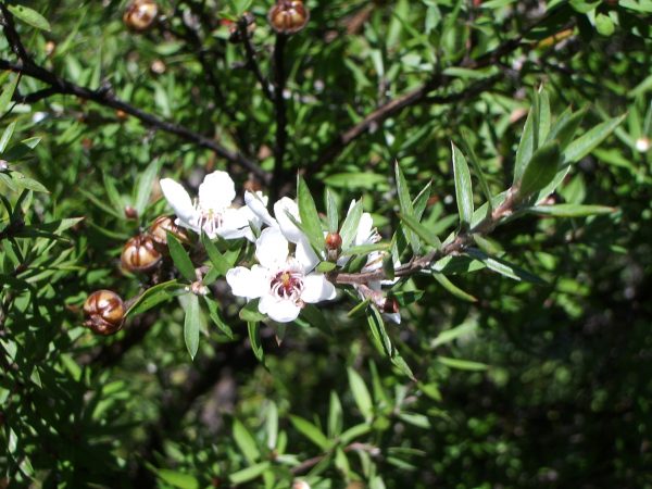 Manuka Oil (Australia)