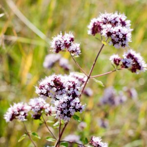 Marjoram Oil (Spain)