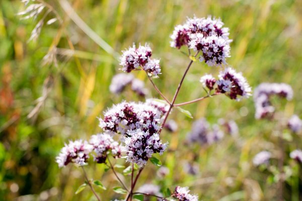 Marjoram Oil (Spain)