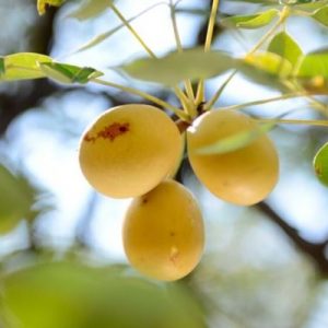 Marula Oil (South Africa)