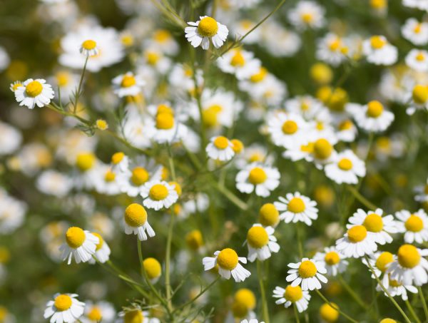 Blue Chamomile Oil (Egypt)