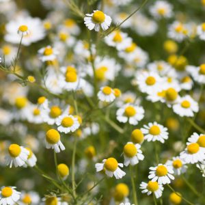 Blue Chamomile Oil (Bulgaria)