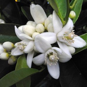 Neroli Oil (Tunisa)