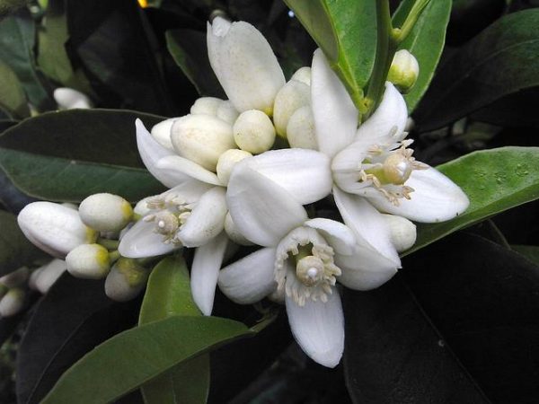 Neroli Oil (Tunisa)