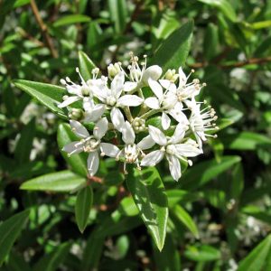 Labrador Tea Oil Organic (Canada)