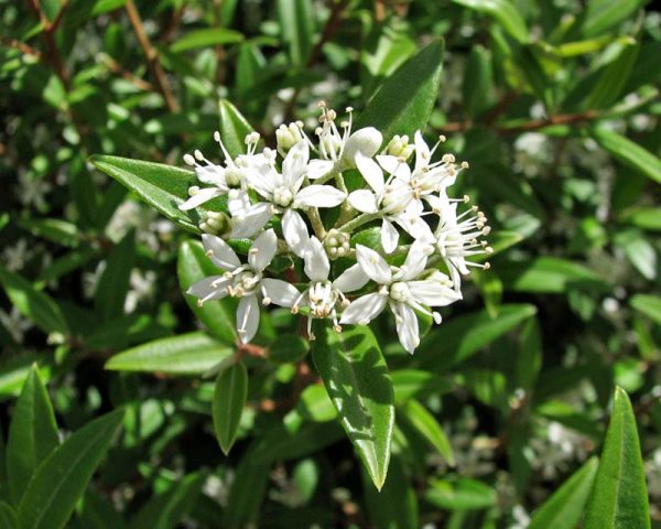 Labrador Tea Oil Organic (Canada)