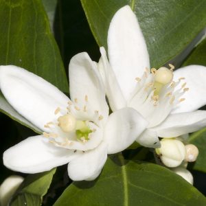 Neroli Oil (Morocco)