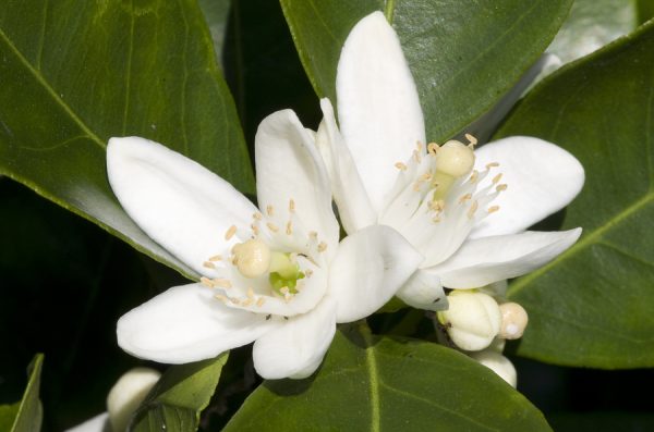 Neroli Oil (Morocco)