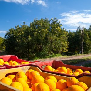 Bitter Orange Oil (Argentina)