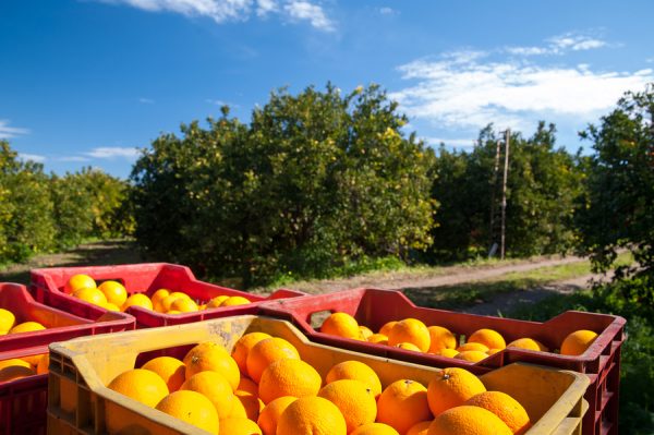 Bitter Orange Oil (Argentina)