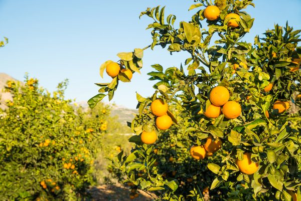 Orange Oil (South Africa)