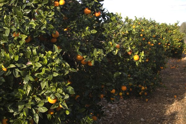 Orange Oil (Spain)