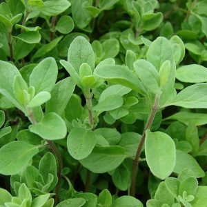 ORGANIC ORIGANUM MAJORANA OIL (Turkey)