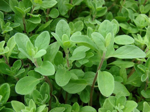 ORGANIC ORIGANUM MAJORANA OIL (Turkey)