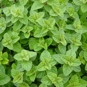 ORIGANUM OIL (Rusia)