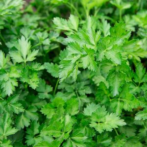 Parsley Herb oil (Australia)