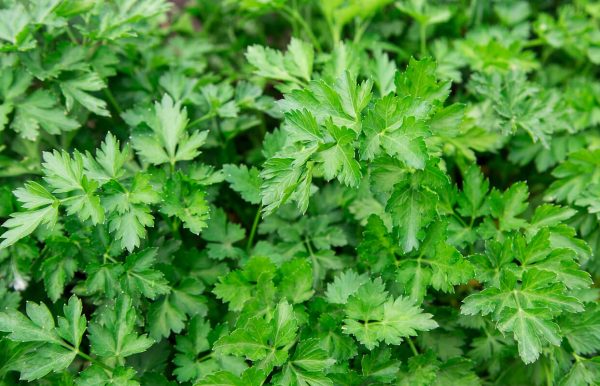 Parsley Herb oil (Australia)