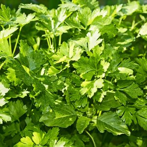 Parsley Herb Oil (Egypt)