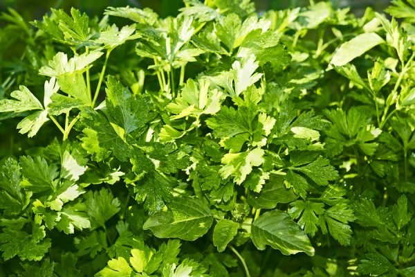 Parsley Herb Oil (Egypt)