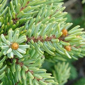 Black Spruce (Cananda)