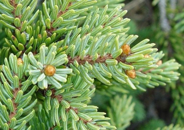 Black Spruce (Cananda)