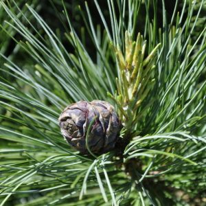 Swiss  Stone Pine (Eastern Europe)