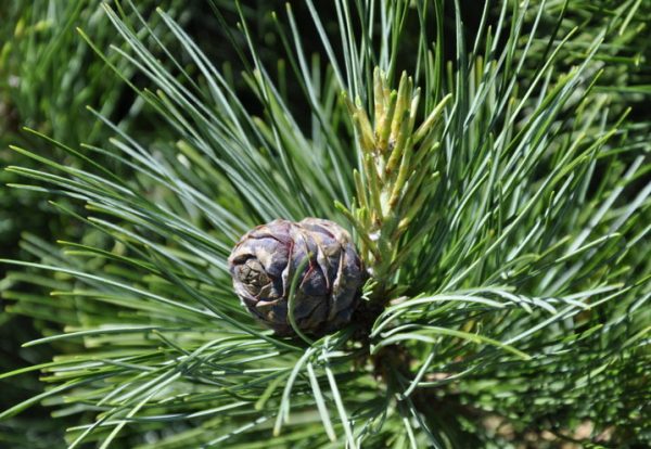 Swiss  Stone Pine (Eastern Europe)