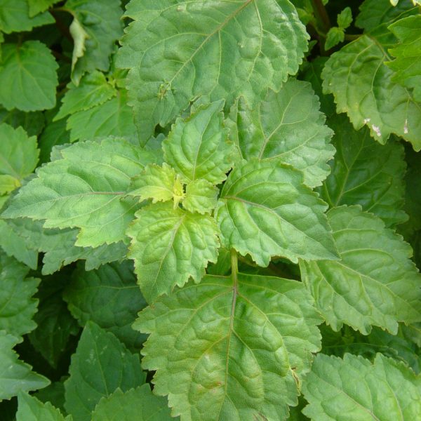 Patchouli Oil (India)