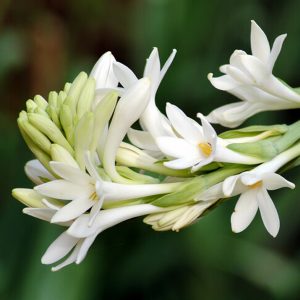 Tuberose Absolute (India)