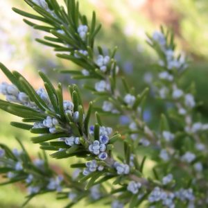 Rosemary Oil (Spain)