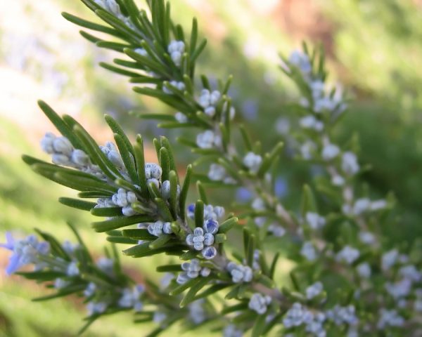 Rosemary Oil (Spain)