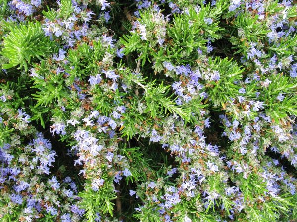 Rosemary Oil (Morroco)