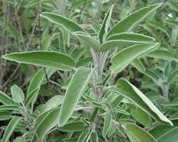 Sage Oil Dalmatian