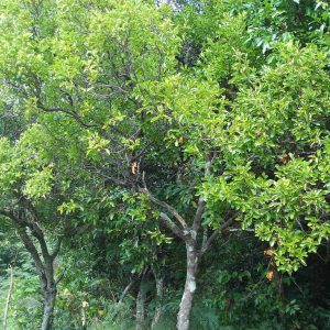 Sandalwood Oil (Australian Santalum spicatum)