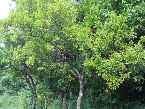 Sandalwood Oil (Australian Santalum spicatum)